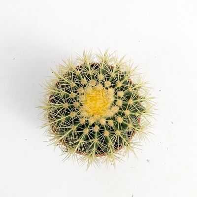 Echinocactus Grusonii-Ekinoks Kaktüs-16 cm Çap - 3