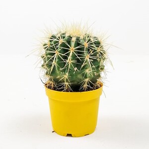 Echinocactus Grusonii-Ekinoks Mini Boy - 1