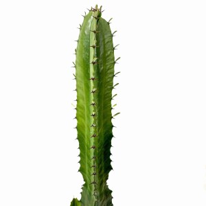 Euphorbia Acrurensis Kaktüs - 60-80 cm - 2