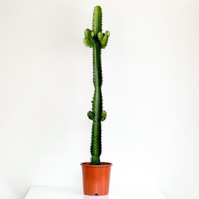 Euphorbia Eritrea 120-140cm - 1