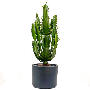 Euphorbia İngens Kaktüs - Ruby Antrasit Saksılı 60-80cm - Fidan Burada