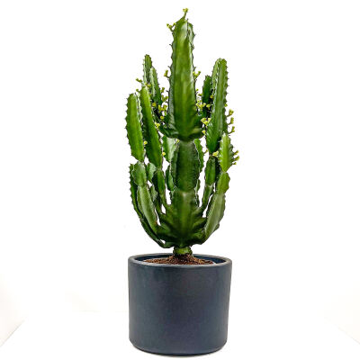 Euphorbia İngens Kaktüs - Ruby Antrasit Saksılı 60-80cm - 1