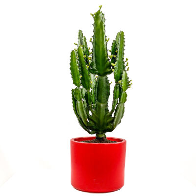 Euphorbia İngens Kaktüs - Ruby Kırmızı Saksılı 60-80cm - 1