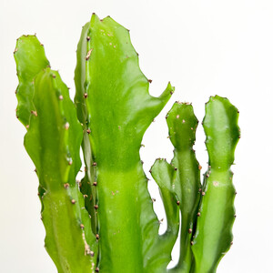 Euphorbia İngens Variegata Marmorata Kaktüs - Terra Cotta Curvy Saksılı 30-40cm - 2