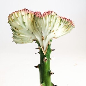 Euphorbia Lactea variegata (Cristata) -Aşılı Kaktüs - 2