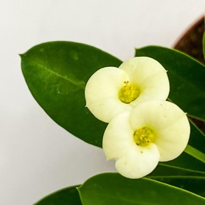 Euphorbia Milii Dikenler Tacı Beyaz Çiçekli 20cm - 3