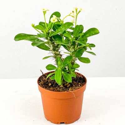 Euphorbia Milii Dikenler Tacı Beyaz Çiçekli 20cm - 2