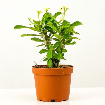 Euphorbia Milii Dikenler Tacı Beyaz Çiçekli 20cm - 1