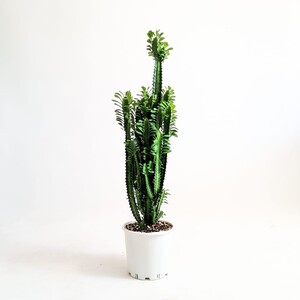 Fidan Burada - Euphorbia Trigona Green 60-80cm