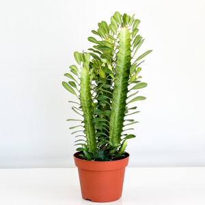 Euphorbia Trigona Green 30-40cm - Fidan Burada