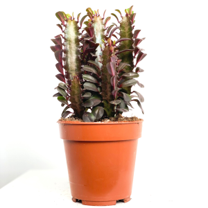 Fidan Burada - Euphorbia Trigona Rubra 20-30cm