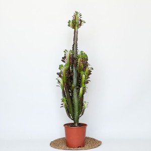 Euphorbia Trigona Rubra 80-100cm - Fidan Burada