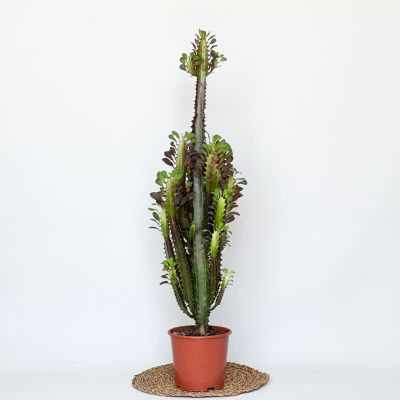 Euphorbia Trigona Rubra 80-100cm - 1
