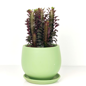 Fidan Burada - Euphorbia Trigona Rubra- Curvy Mint Yeşili Saksılı - 20-30cm