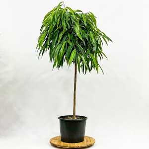 Ficus Alii (Ficus Maclellandii) Tijli 120-140cm - Fidan Burada