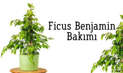 Ficus Benjamin Bitkisi Bakımı