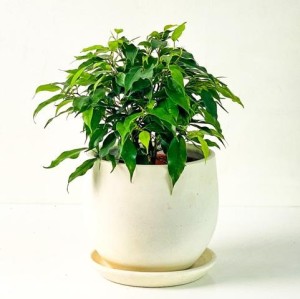 Fidan Burada - Ficus Benjamin Green Kinky Curvy Beyaz Saksılı 20-30cm