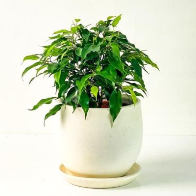 Ficus Benjamin Green Kinky Curvy Beyaz Saksılı 20-30cm - 1