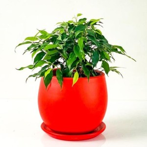 Fidan Burada - Ficus Benjamin Green Kinky Curvy Kırmızı Saksılı 20-30cm