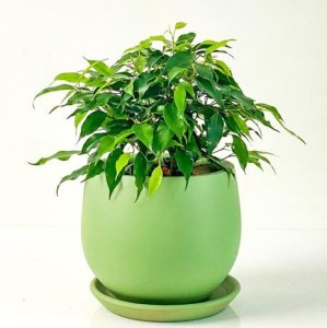 Ficus Benjamin Green Kinky Curvy Mint Yeşili Saksılı 20-30cm - Fidan Burada