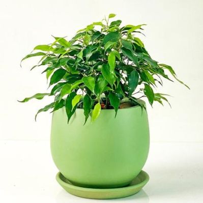 Ficus Benjamin Green Kinky Curvy Mint Yeşili Saksılı 20-30cm