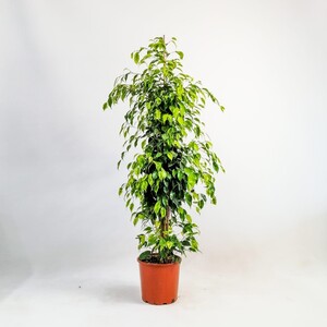 Ficus Benjamina Anastasia - Benjamin Bitkisi 150 - 170cm - Fidan Burada