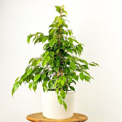 ​Ficus Benjamina Anastasia Ruby Beyaz Saksılı - 1