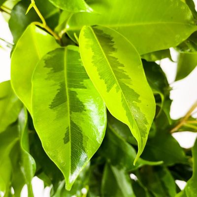 ​Ficus Benjamina Anastasia Ruby Mint Yeşili Saksılı - 2