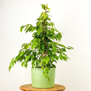 ​Ficus Benjamina Anastasia Ruby Mint Yeşili Saksılı - Fidan Burada