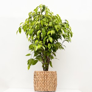 ​Ficus Benjamina Anastasia Straw Hasır Saksılı 80-100cm - 1
