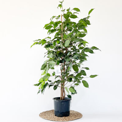 Ficus Benjamina Danielle-Benjamin Bitkisi 80-100 Cm - 1