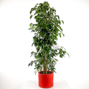 Ficus Benjamina Danielle - Benjamin Bitkisi Ruby Kırmızı Saksılı 140-160 cm - Fidan Burada