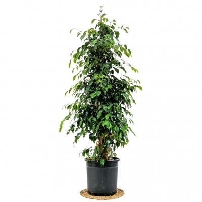 Ficus Benjamina Danielle - Benjamin Bitkisi 140-160 cm - 1