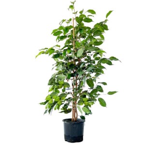 Ficus Benjamina Danielle-Benjamin Bitkisi 60-80cm - Fidan Burada