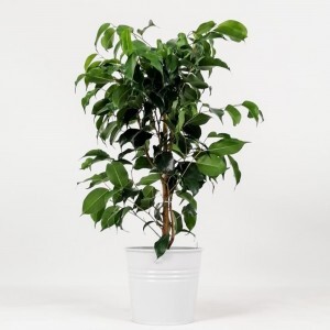 Ficus Benjamina Danielle-Benjamin Bitkisi Beyaz Dekoratif Saksılı 80-100 Cm - Fidan Burada