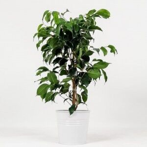 Ficus Benjamina Danielle-Benjamin Bitkisi Beyaz Dekoratif Saksılı 80-100 Cm - 1