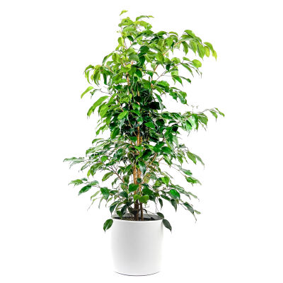 Ficus Benjamina Danielle-Benjamin Bitkisi-Beyaz Ruby Saksılı 100-120 Cm - 1