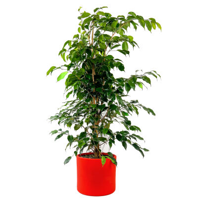 Ficus Benjamina Danielle-Benjamin Bitkisi-Kırmızı Ruby Saksılı 100-120 Cm - 1