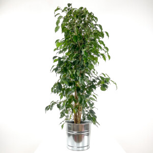 Ficus Benjamina Danielle - Benjamin Bitkisi Metal Dekoratif Saksılı 140-160 cm - Fidan Burada