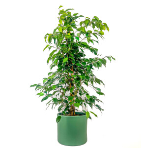 Ficus Benjamina Danielle-Benjamin Bitkisi-Mint Yeşili Ruby Saksılı 100-120 Cm - Fidan Burada
