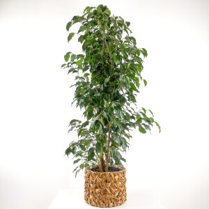 Ficus Benjamina Danielle - Benjamin Bitkisi Rolyn Hasır Saksılı 140-160 cm - Fidan Burada