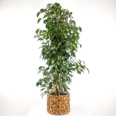 Ficus Benjamina Danielle - Benjamin Bitkisi Rolyn Hasır Saksılı 140-160 cm - 1