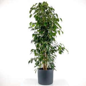 Ficus Benjamina Danielle - Benjamin Bitkisi Ruby Antrasit Saksılı 140-160 cm - Fidan Burada