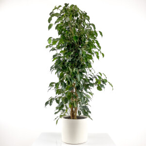 Ficus Benjamina Danielle - Benjamin Bitkisi Ruby Beyaz Saksılı 140-160 cm - Fidan Burada