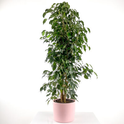 Ficus Benjamina Danielle - Benjamin Bitkisi Ruby Pembe Saksılı 140-160 cm - 1