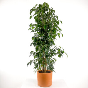 Ficus Benjamina Danielle - Benjamin Bitkisi Ruby Terra Cotta Saksılı 140-160 cm - Fidan Burada