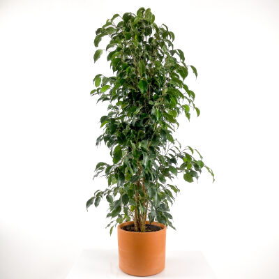 Ficus Benjamina Danielle - Benjamin Bitkisi Ruby Terra Cotta Saksılı 140-160 cm - 1