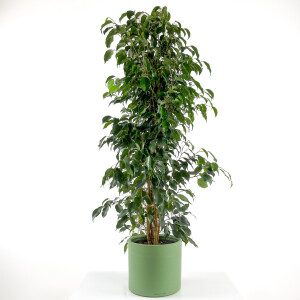 Ficus Benjamina Danielle - Benjamin Bitkisi Ruby Yeşil Saksılı 140-160 cm - Fidan Burada