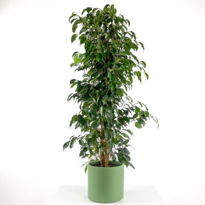 Ficus Benjamina Danielle - Benjamin Bitkisi Ruby Yeşil Saksılı 140-160 cm - 1