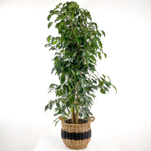 Ficus Benjamina Danielle - Benjamin Bitkisi Siyah Şeritli Hasır Saksılı 140-160 cm - Fidan Burada